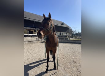 Englisches Vollblut, Wallach, 4 Jahre, 164 cm, Brauner