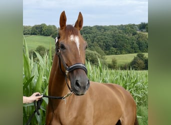 Englisches Vollblut, Wallach, 4 Jahre, 164 cm, Fuchs