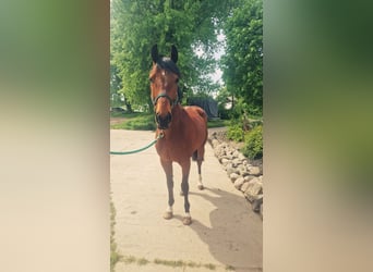 Englisches Vollblut, Wallach, 4 Jahre, 165 cm