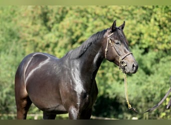 Englisches Vollblut, Wallach, 4 Jahre, 165 cm, Rappe