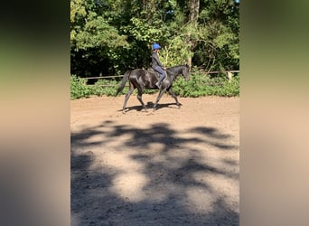 Englisches Vollblut, Wallach, 4 Jahre, 165 cm, Rappe