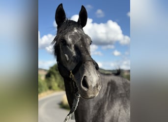 Englisches Vollblut, Wallach, 4 Jahre, 167 cm, Apfelschimmel