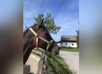 Englisches Vollblut, Wallach, 4 Jahre, 167 cm, Schwarzbrauner