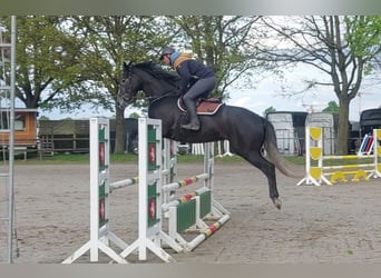 Englisches Vollblut, Wallach, 4 Jahre, 169 cm, Rappschimmel