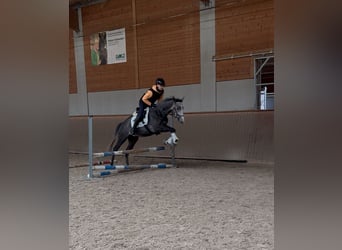 Englisches Vollblut, Wallach, 4 Jahre, 169 cm