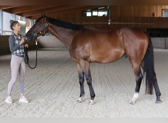 Englisches Vollblut, Wallach, 4 Jahre, 170 cm
