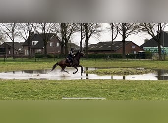 Englisches Vollblut, Wallach, 4 Jahre, 170 cm, Rotbrauner