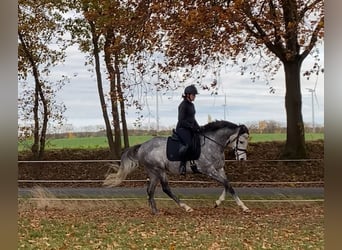 Englisches Vollblut, Wallach, 5 Jahre, 157 cm, Apfelschimmel
