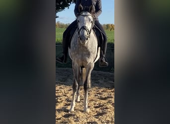 Englisches Vollblut, Wallach, 5 Jahre, 157 cm, Apfelschimmel