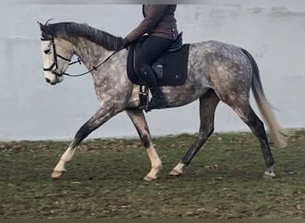 Englisches Vollblut, Wallach, 5 Jahre, 157 cm, Apfelschimmel