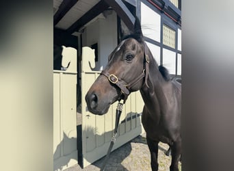 Englisches Vollblut, Wallach, 5 Jahre, 158 cm, Dunkelbrauner