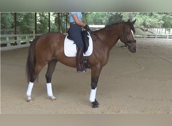 Englisches Vollblut, Wallach, 5 Jahre, 162 cm, Rotbrauner