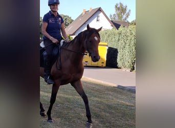 Englisches Vollblut, Wallach, 5 Jahre, 163 cm, Brauner