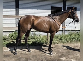 Englisches Vollblut, Wallach, 5 Jahre, 164 cm, Brauner