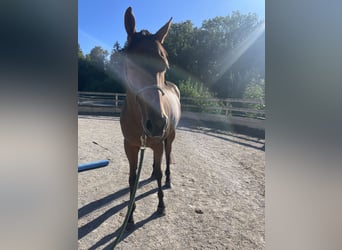 Englisches Vollblut, Wallach, 5 Jahre, 164 cm, Brauner