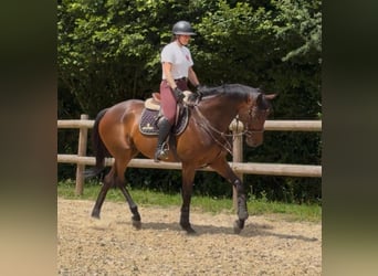 Englisches Vollblut, Wallach, 5 Jahre, 164 cm, Brauner