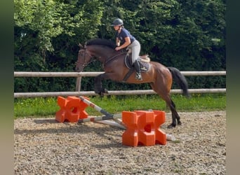 Englisches Vollblut, Wallach, 5 Jahre, 164 cm, Brauner
