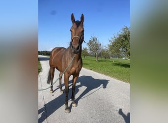 Englisches Vollblut, Wallach, 5 Jahre, 165 cm, Brauner