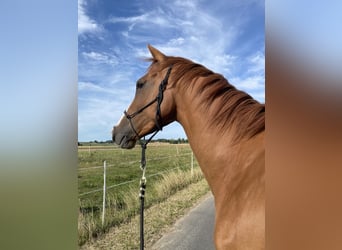 Englisches Vollblut, Wallach, 5 Jahre, 165 cm, Fuchs