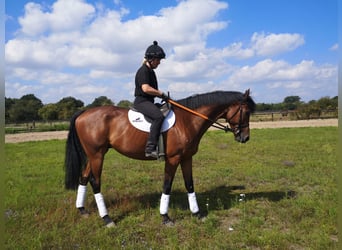 Englisches Vollblut, Wallach, 5 Jahre, 166 cm, Brauner