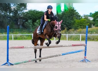 Englisches Vollblut, Wallach, 5 Jahre, 166 cm, Dunkelbrauner