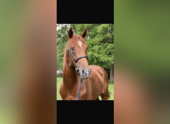 Englisches Vollblut, Wallach, 5 Jahre, 166 cm, Fuchs