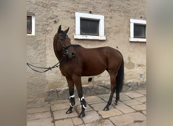 Englisches Vollblut, Wallach, 5 Jahre, 168 cm, Brauner