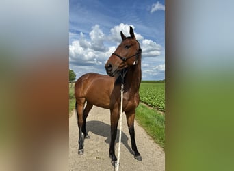 Englisches Vollblut, Wallach, 5 Jahre, 168 cm, Brauner
