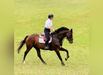 Englisches Vollblut, Wallach, 5 Jahre, 168 cm, Brauner