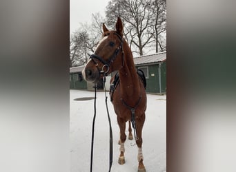 Englisches Vollblut, Wallach, 5 Jahre, 168 cm, Fuchs