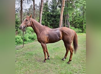 Englisches Vollblut, Wallach, 5 Jahre, 168 cm, Fuchs