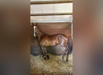 Englisches Vollblut, Wallach, 5 Jahre, 168 cm, Fuchs