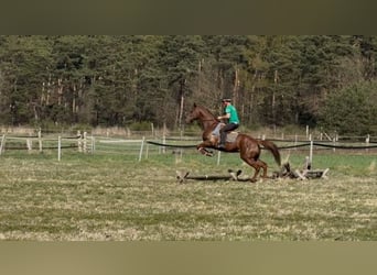 Englisches Vollblut, Wallach, 5 Jahre, 168 cm, Fuchs