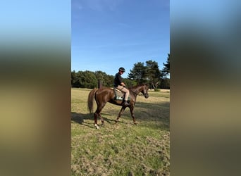 Englisches Vollblut, Wallach, 5 Jahre, 168 cm, Fuchs
