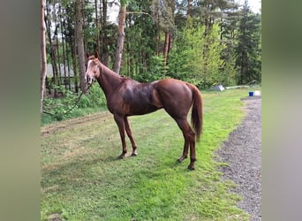 Englisches Vollblut, Wallach, 5 Jahre, 168 cm, Fuchs