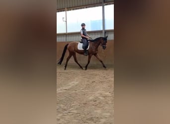 Englisches Vollblut, Wallach, 5 Jahre, 170 cm, Brauner