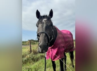 Englisches Vollblut, Wallach, 5 Jahre, 170 cm