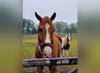 Englisches Vollblut, Wallach, 5 Jahre, 170 cm, Fuchs