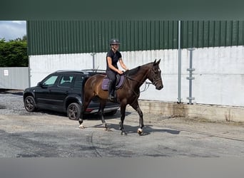 Englisches Vollblut, Wallach, 6 Jahre, 155 cm, Brauner