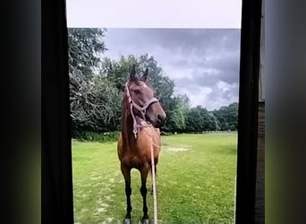 Englisches Vollblut, Wallach, 6 Jahre, 155 cm, Rotbrauner