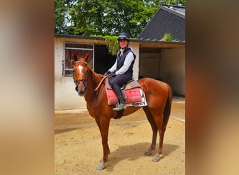 Englisches Vollblut, Wallach, 6 Jahre, 159 cm, Fuchs