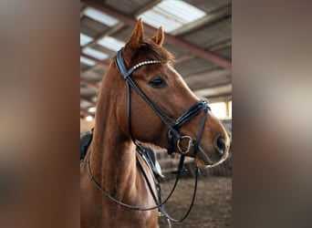 Englisches Vollblut, Wallach, 6 Jahre, 163 cm, Dunkelfuchs