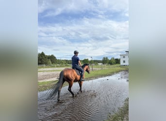 Englisches Vollblut, Wallach, 6 Jahre, 163 cm, Rotbrauner