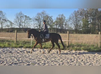 Englisches Vollblut, Wallach, 6 Jahre, 164 cm, Dunkelfuchs