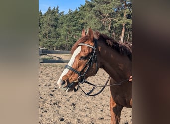 Englisches Vollblut, Wallach, 6 Jahre, 164 cm, Fuchs