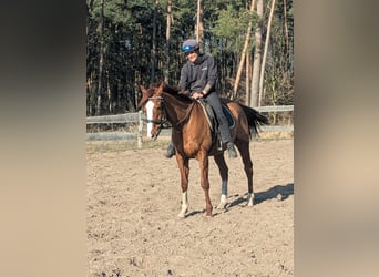 Englisches Vollblut, Wallach, 6 Jahre, 164 cm, Fuchs