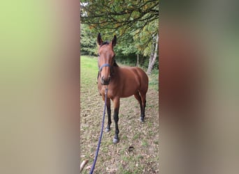 Englisches Vollblut, Wallach, 6 Jahre, 165 cm