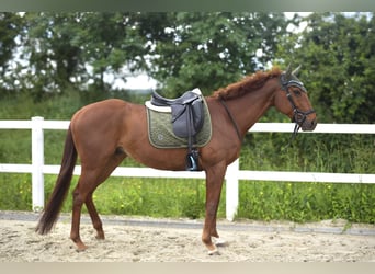Englisches Vollblut, Wallach, 6 Jahre, 165 cm, Fuchs
