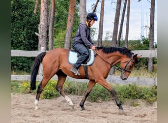 Englisches Vollblut, Wallach, 6 Jahre, 166 cm, Brauner
