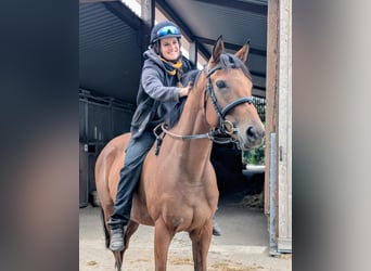 Englisches Vollblut, Wallach, 6 Jahre, 166 cm, Brauner